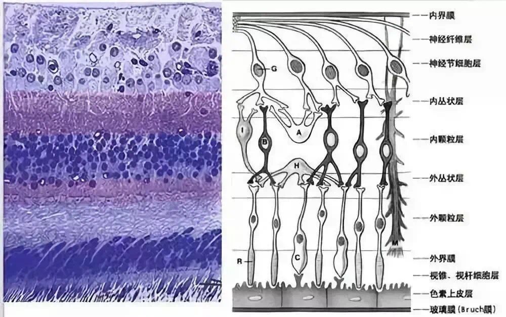 GCC and GCA | Measurement of Ganglion Cell Complex Thickness