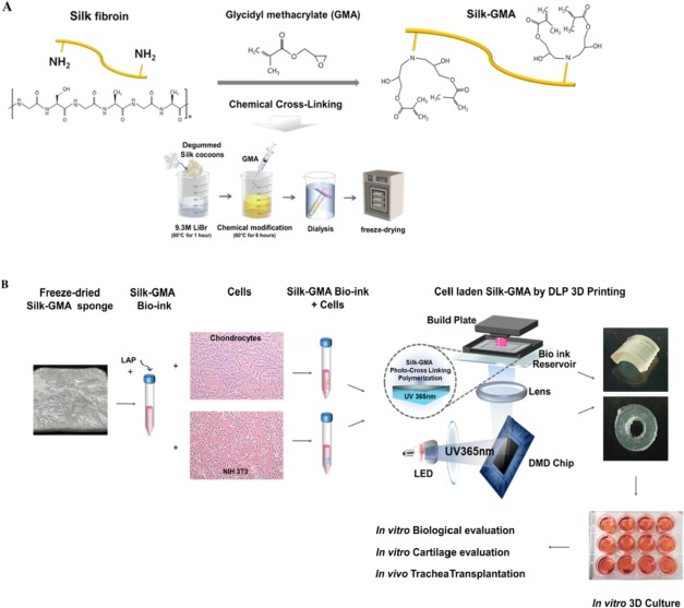Light-Cured Bio 3D Printing: From Materials to Parameters to Applications