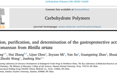 Extraction, Purification, and Gastroprotective Activity of Glucomannan from Bletilla Striata