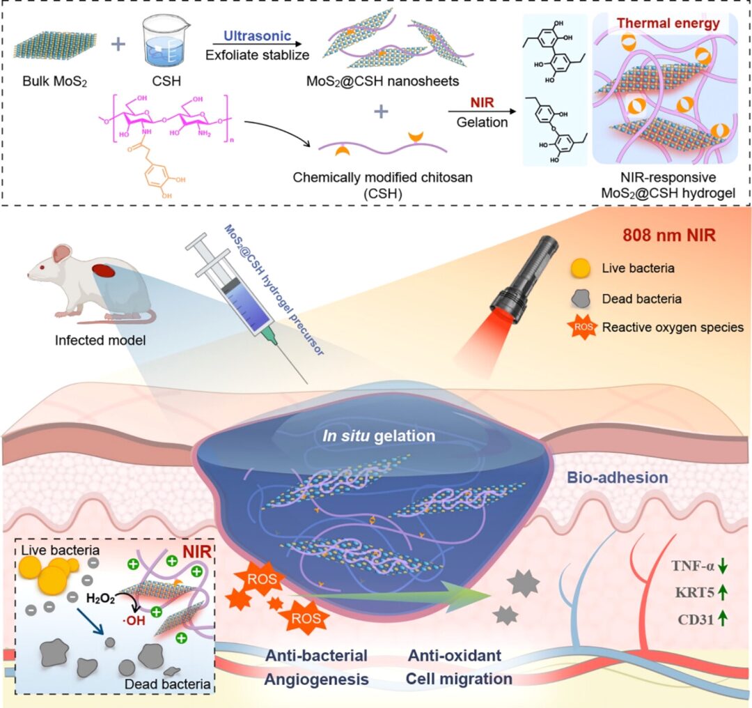 Photothermal Driven Chitosan-Stabilized MoS2 Nanosheets for Wound Healing
