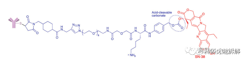 Understanding ADC: Overview, Antibody and Linker Selection