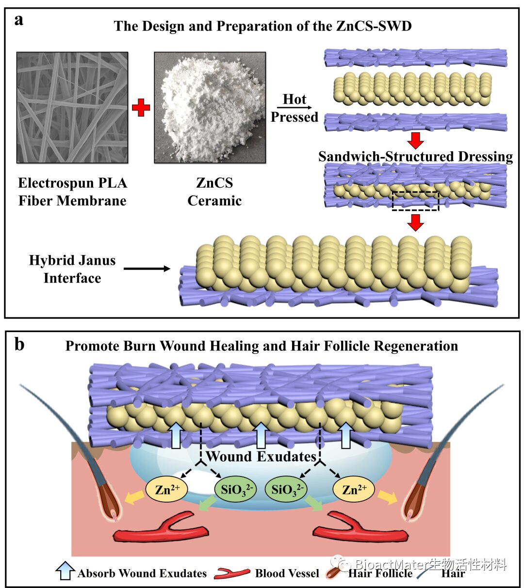 Bioactive Zn-Si Bioceramic Composite Dressing for Skin Burn Healing