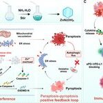 Zinc-Nickel Bimetallic Hydroxide Nanosheets Enhance Tumor Immunotherapy