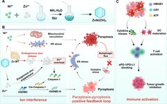 Zinc-Nickel Bimetallic Hydroxide Nanosheets Enhance Tumor Immunotherapy