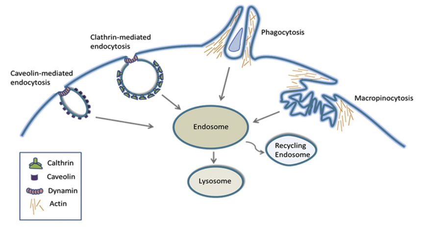 Mechanisms of Non-Targeted Uptake and Toxicity of ADC Drugs
