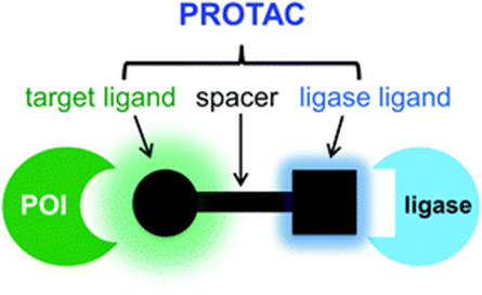 New Coupling Model: PROTAC + ADC = DAC