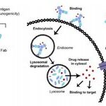 Comprehensive Overview of Antibody-Drug Conjugates (ADCs)