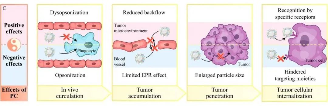 The Dual Role of Protein Corona in Tumor Targeting, Immunotherapy, and Diagnosis