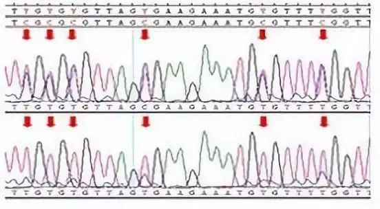 Bisulfite Sequencing PCR (BSP) Method