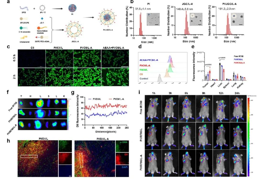 Transforming Cancer-Associated Fibroblast Barriers for Tumor Treatment