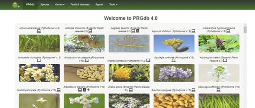 PRGdb: Plant R Gene Database Overview