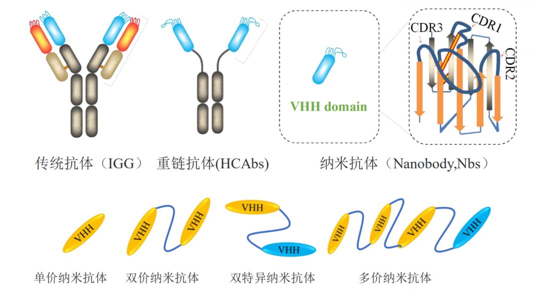 Nanobodies: A New Generation of Antibodies