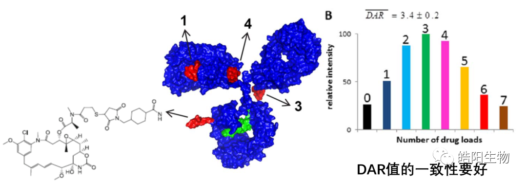 Physicochemical Analysis and Structural Characterization of Antibody-Drug Conjugates (ADCs)