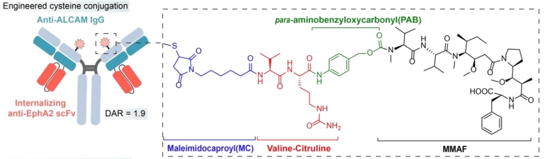 Understanding Bispecific Antibody Drug Conjugates (BsADCs)