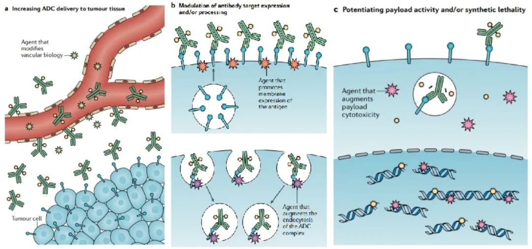 Comprehensive Analysis of ADC Drug Screening