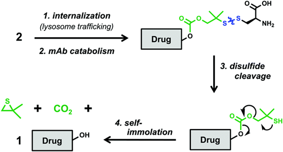 DAC: Degrader-Antibody Conjugates and Their Mechanisms