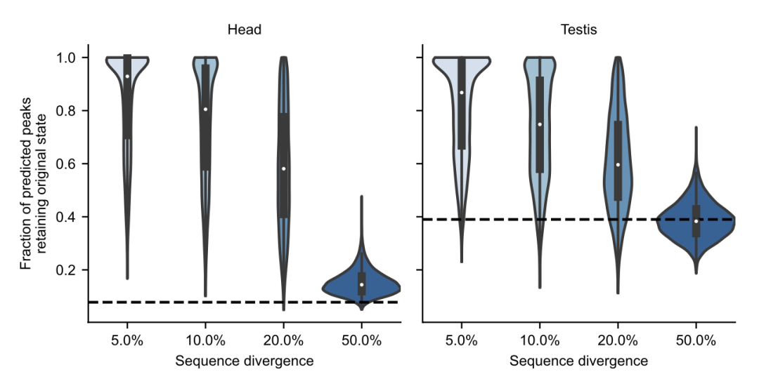 Predicting Chromatin Accessibility in Drosophila Using CNN and Multi-Head Attention