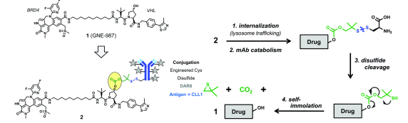 Degrader-Antibody Conjugates: Risks on the Path from Concept to Reality