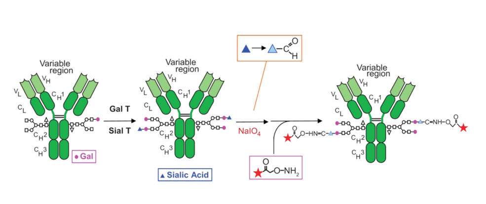 Four Classic Site-Specific Coupling Technologies for ADCs