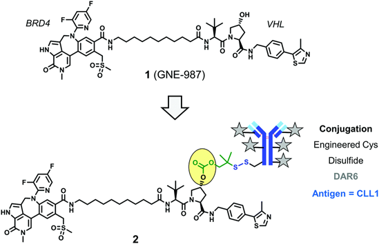 Coupled New Model! PROTAC + ADC = DAC (Directional Degradation Antibody Conjugates)