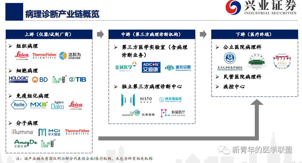 In-Depth Analysis of the IVD Pathological Diagnosis Industry Chain