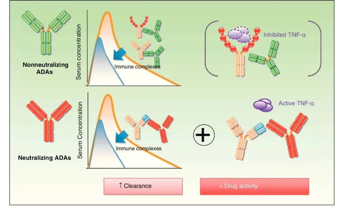 Discussing Immunogenicity of ADCs