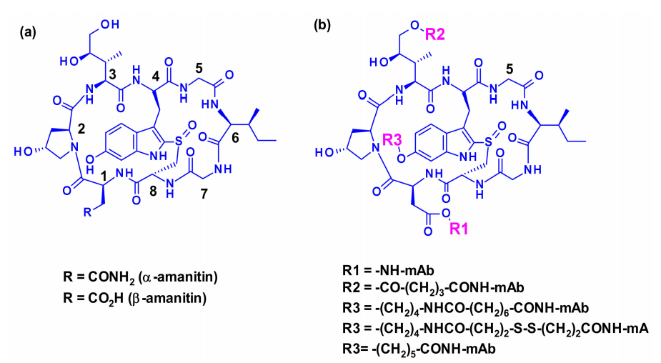 Overview of Antibody-Drug Conjugates (ADCs)