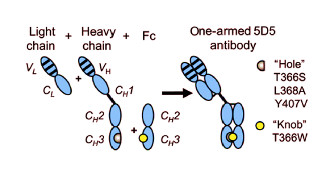 The Future of c-MET: Dual Antibodies, ADCs, or New Technologies?