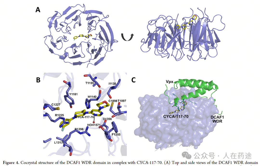 The Future of PROTACs and Molecular Glue: E3 Ligand Development Overview