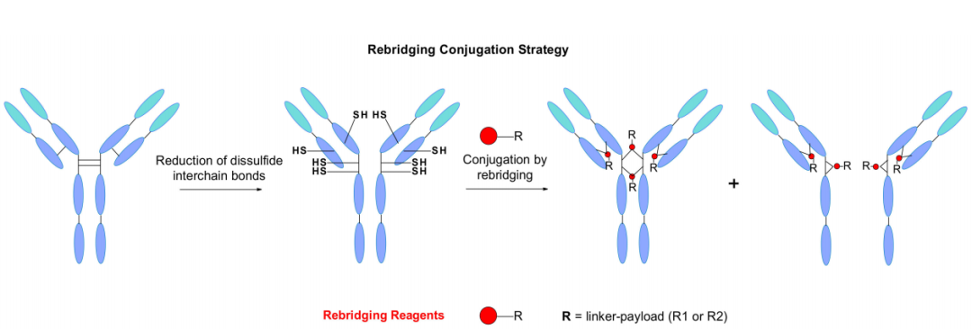 ADC Bioconjugation Technology