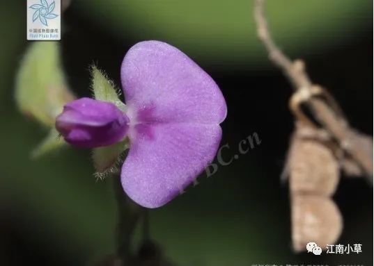 Overview of Desmodium Styracifolium (Broad Moneywort)