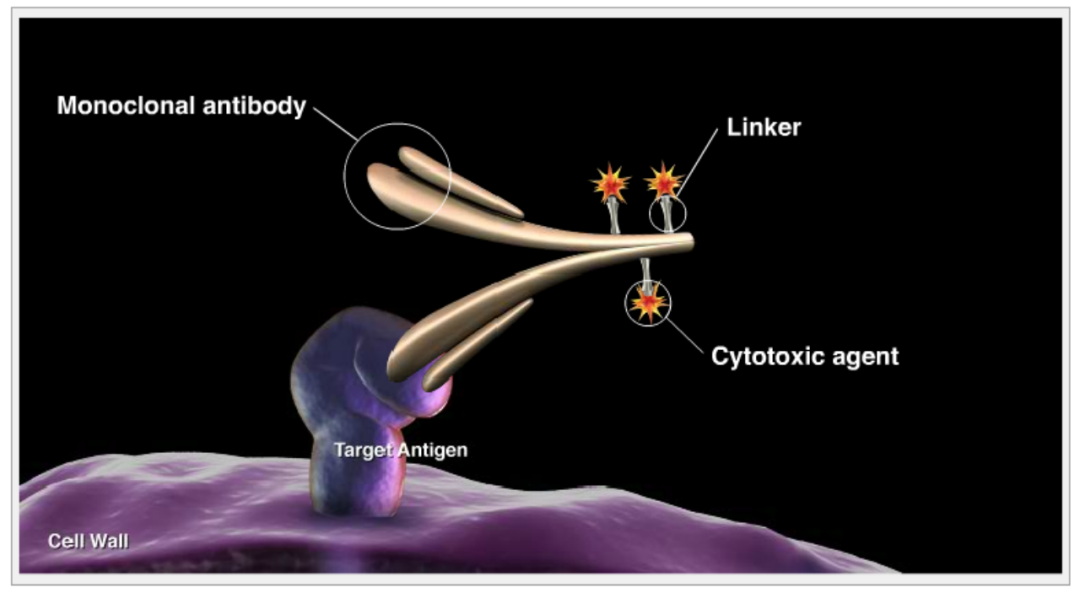 Classification, Cases, and Mechanism of Cleavable Linkers in ADC