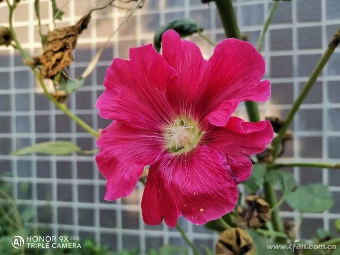 Honor 9X PRO Review: Experience The Roar Of Kirin 810!