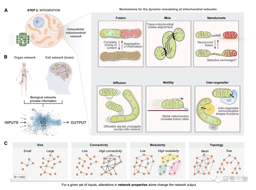 Mitochondrial Signal Transduction: A Comprehensive Overview