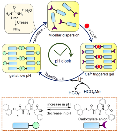 Glasgow University Dave J. Adams Group: Self-Stabilizing Hydrogel Biomimetic Systems