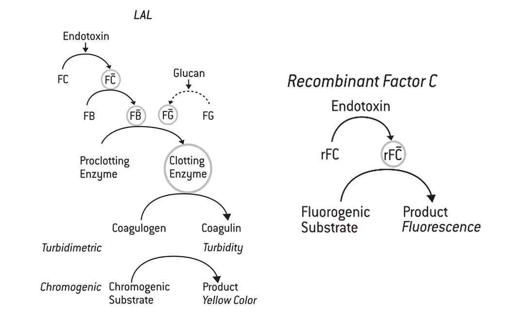 New Method for Endotoxin Detection: Recombinant C Factor Detection Method