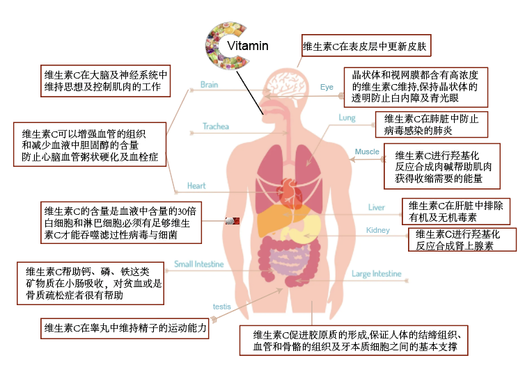 Understanding Vitamin C: Importance, Sources, and Myths