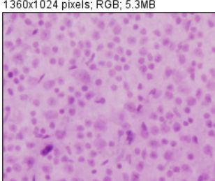Unlocking Various Technical Skills in ImageJ
