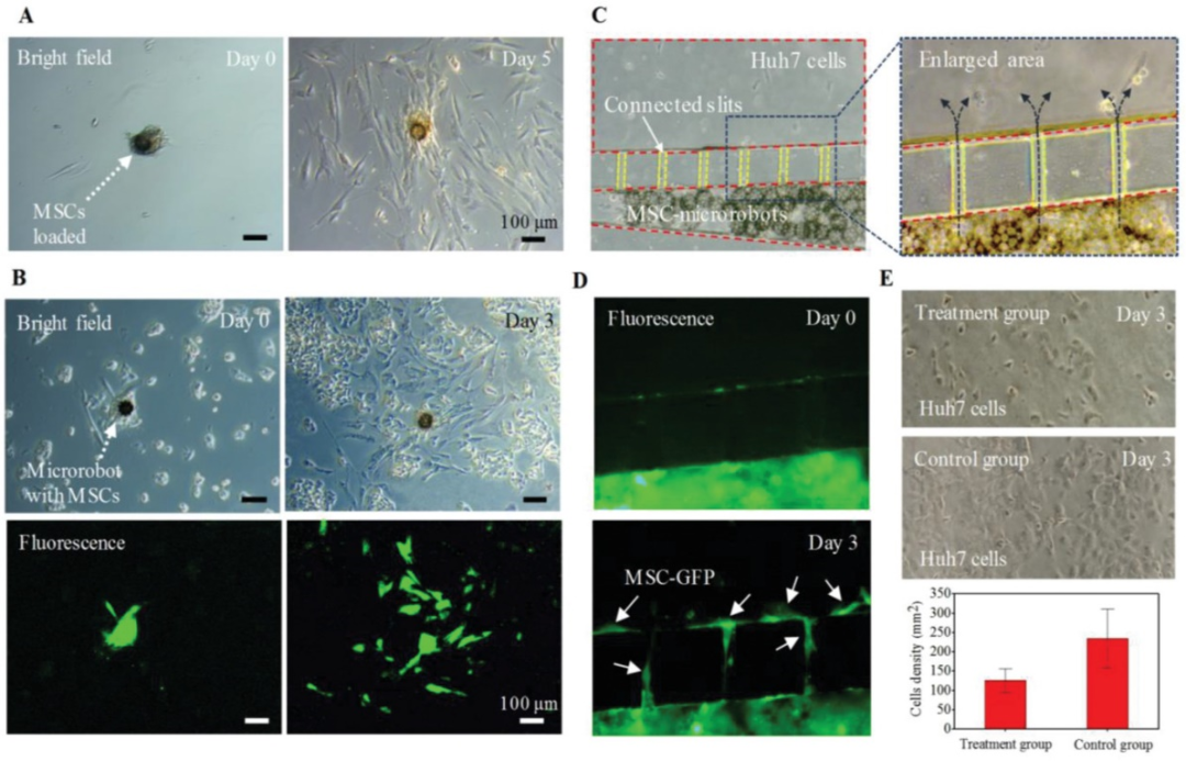 Degradable Microrobots for Targeted Cancer Therapy