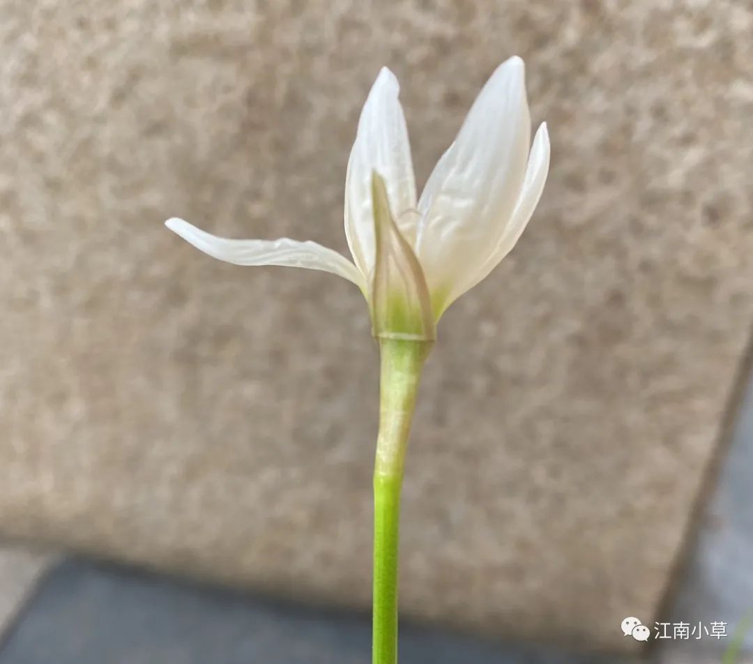Understanding The Herb Zephyranthes Candidus
