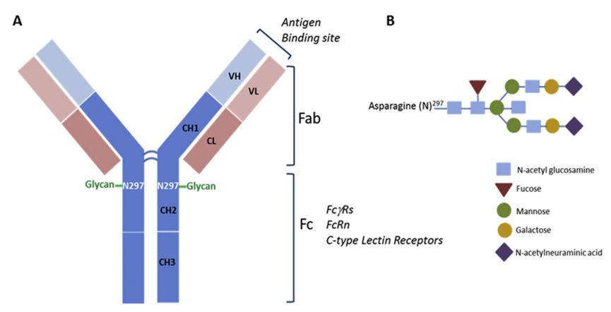 Overview of Non-Targeted Uptake and Toxicity Mechanisms of ADC Drugs