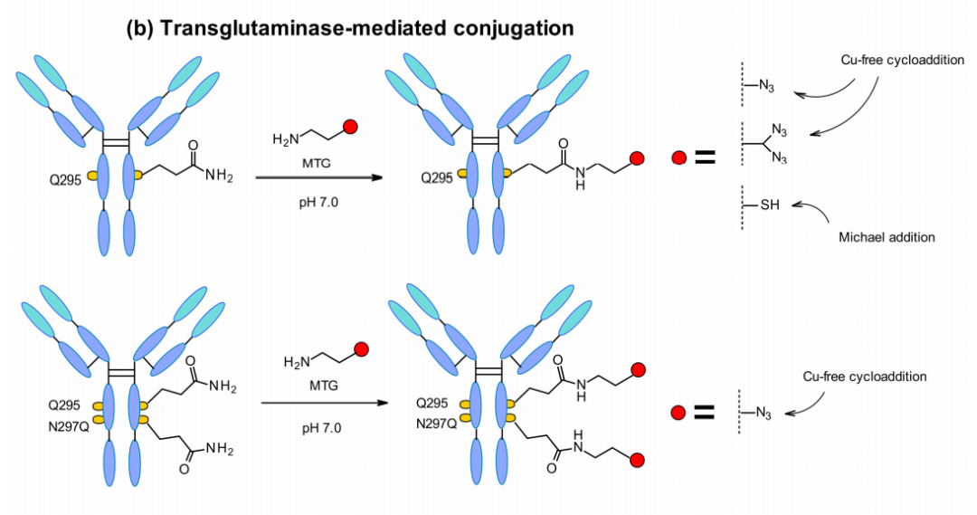 ADC Bioconjugation Technology