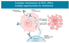 Detailed Explanation of ADC Resistance Mechanisms