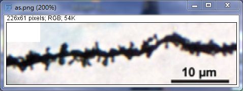 Unlocking Various Technical Skills in ImageJ
