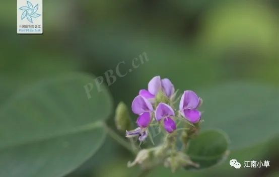 Overview of Desmodium Styracifolium (Broad Moneywort)