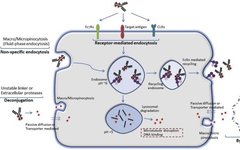 Discussion on Off-Target Toxicity Mechanisms of ADC Drugs