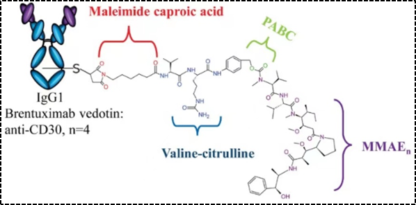 In-Depth Analysis of Antibody-Drug Conjugates (ADC) - Part 3