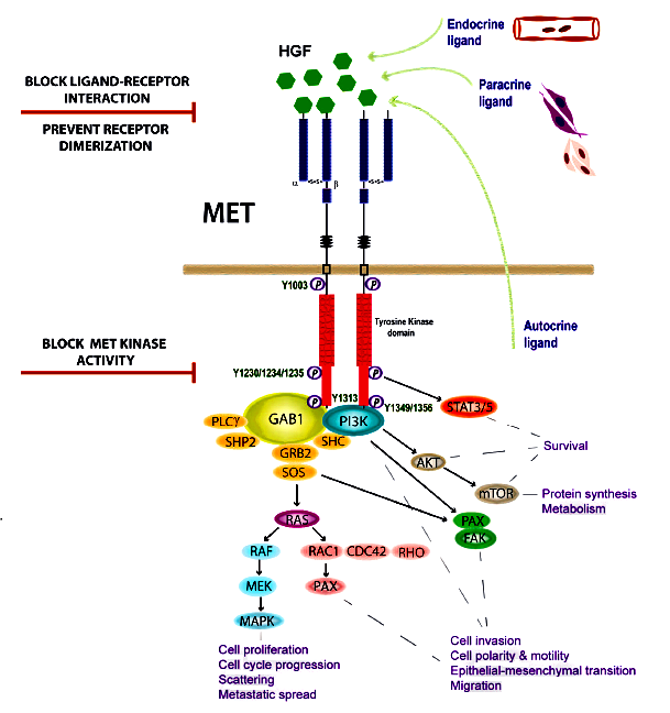 The Future of c-MET: Dual Antibodies, ADCs, or New Technologies?