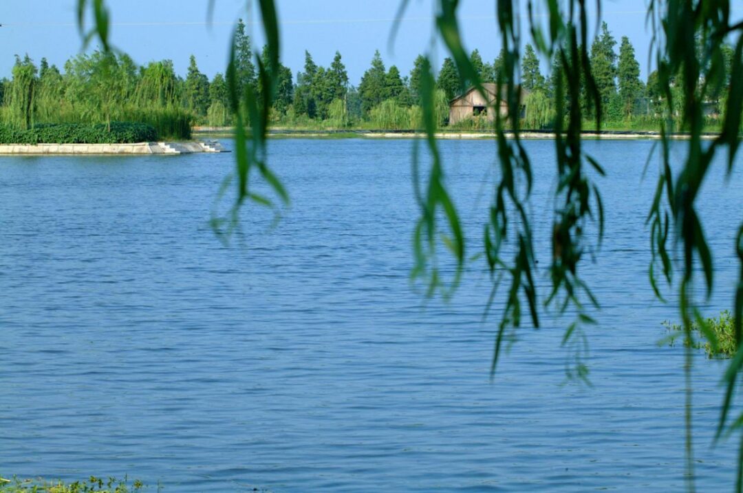 Analysis of Proteus Vulgaris Harm to Carp and Countermeasures