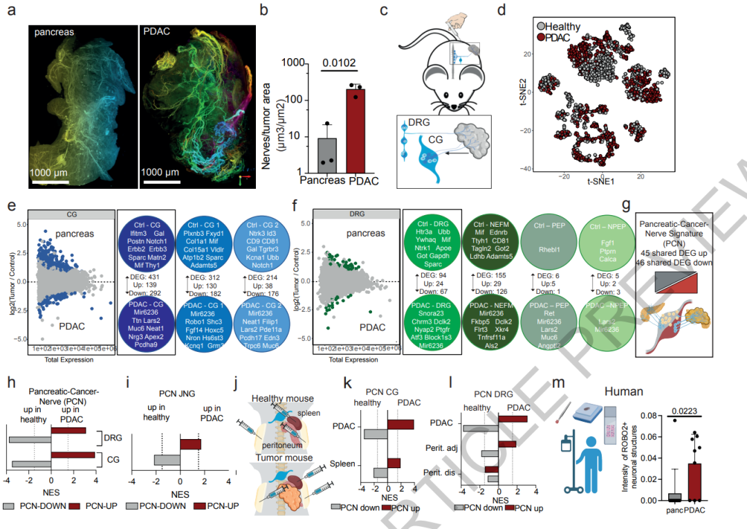 Research Perspective: Single Neuron - Single Cell Resolution Trace-n-seq